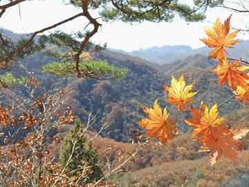 香槟玫瑰花语是什么意思